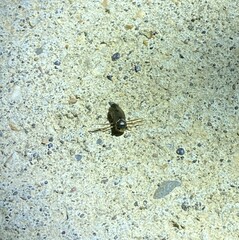 Corixoidea