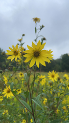 Helianthus giganteus