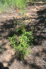 Dysphania graveolens