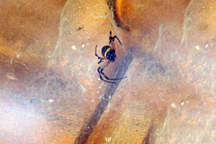 Nephilingis cruentata