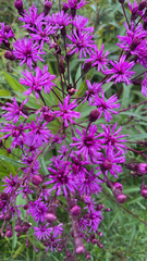 Vernonia gigantea