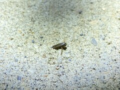 Corixoidea