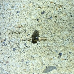 Corixoidea