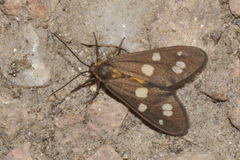 Dysauxes punctata