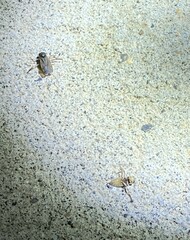 Corixoidea
