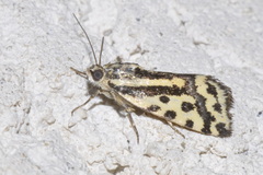 Acontia trabealis