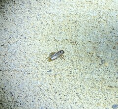 Corixoidea