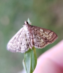 Herpetogramma pertextalis