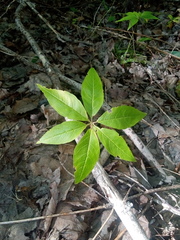 Lysimachia borealis