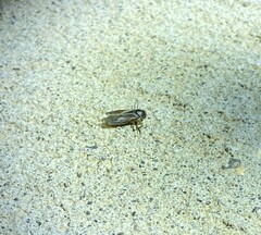Corixoidea