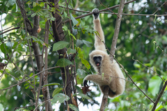 Hylobates lar