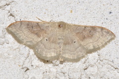Idaea degeneraria