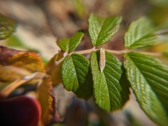 Eucosma ochrocephala