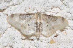 Idaea filicata