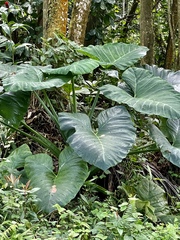 Xanthosoma