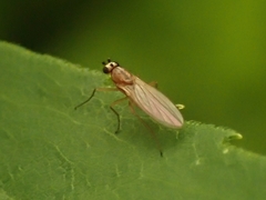 Lonchoptera bifurcata