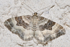 Epirrhoe rivata
