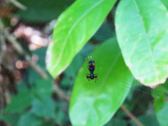 Micrathena spitzi