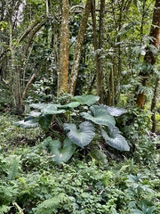 Xanthosoma
