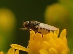 Oscinellinae