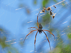 Trichonephila clavipes