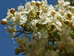 Verticordia cunninghamii