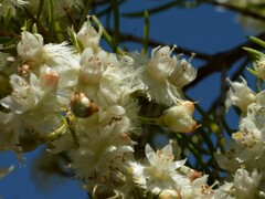 Verticordia cunninghamii