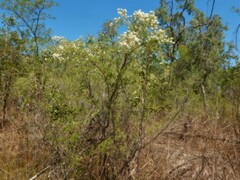 Verticordia cunninghamii
