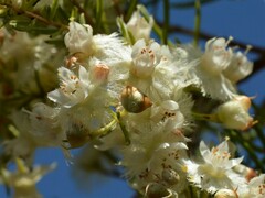 Verticordia cunninghamii