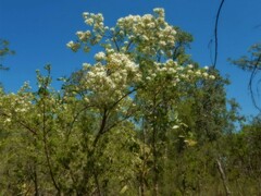 Verticordia cunninghamii