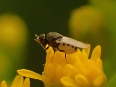 Oscinellinae