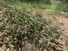 Mirabilis multiflora