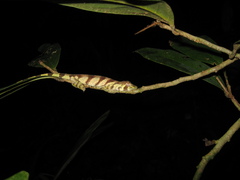 Anolis transversalis
