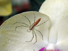 Peucetia rubrolineata
