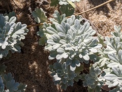 Artemisia stelleriana