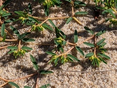 Euphorbia polygonifolia