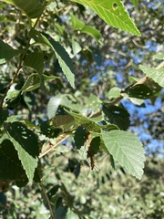 Nephrotoma ferruginea