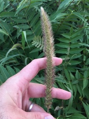 Setaria viridis major