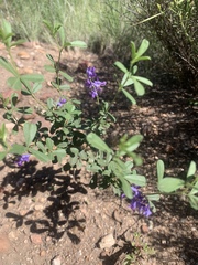 Pediomelum tenuiflorum