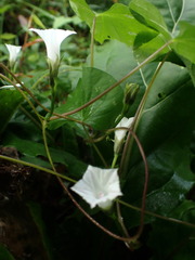 Ipomoea obscura
