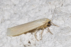 Eilema caniola