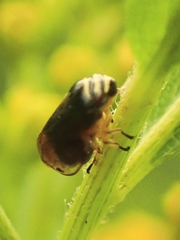 Clastoptera proteus