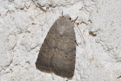 Caradrina flavirena