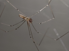 Pholcus phalangioides