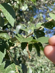 Nephrotoma ferruginea