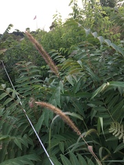 Setaria viridis major