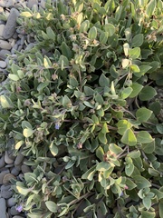 Mertensia maritima