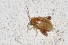 Longitarsus tabidus