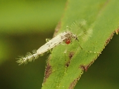 Chaoborus punctipennis