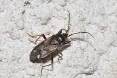 Eremocoris fenestratus